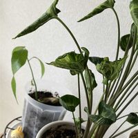 シンゴニウム,マンゴー,PR,こんな風景が好き,三ツ星品質モニターの画像