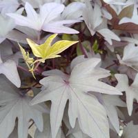 イポメア,サツマイモ,銀ブラ,ベランダの画像