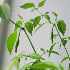 とうがらし,トウガラシ,窓際,収穫,水やりの画像