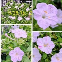 ローゼル,百日紅（サルスベリ),ｵｼﾛｲﾊﾞﾅ,ｻﾙｽﾍﾞﾘ,種蒔きからAの画像