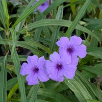 アメリカンブルー,キクイモ,ムラサキシキブ,ヤナギバルイラソウ,ナツズイセンの画像