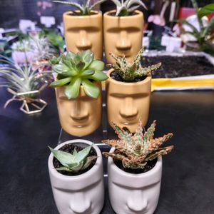 アロエ,多肉,エケベリア,エケベリア,アガベの画像