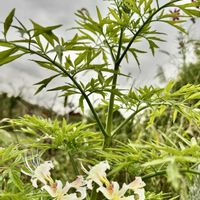 バラ,彼岸花 白,エルダーフラワー,トラカン白雪姫,マリー  ゴールドの画像