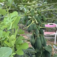 バナナ,ピーマン,とうもろこし,パパイヤ,パパイヤの画像