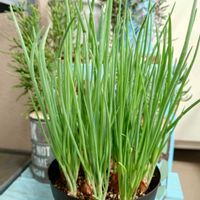 わけぎ,20日わけぎ,福岡県,われら17年組,ベランダの画像