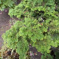 イワヒバ,イワヒバ,その他エクステリアの画像