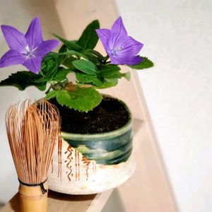 キキョウ,桔梗,桔梗（ききょう）,和風,リメイク鉢の画像