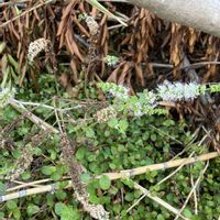 アップルミント,ミント,ミント,ミント,山野草の画像