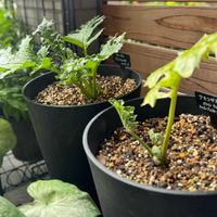 アカンサス,アカンサス ホワイトウォーター,アカンサス ジェフアルバス,ヒヤシンス ミッドナイトスカイ,COCO'Sアカンサスの画像