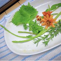 アスパラガス,パセリ,青紫蘇,ジニア（百日草）,GSに感謝。の画像