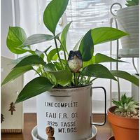 センニチコウ,ポトス,ルリタマアザミ,ハオルチア,氷砂糖の画像