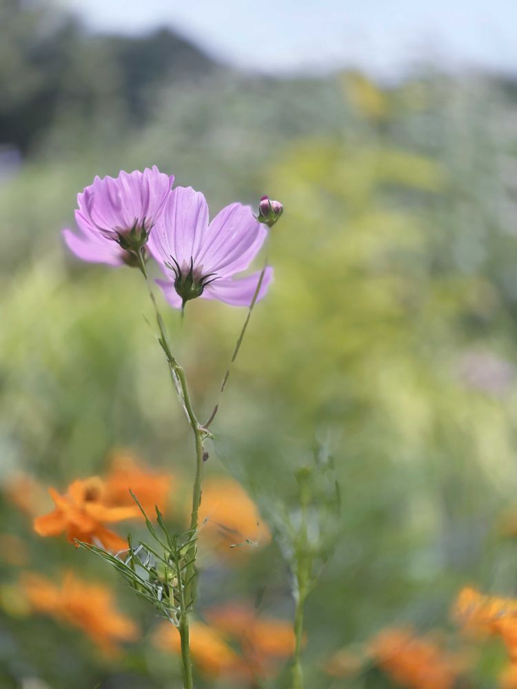 EMIさんの里山ガーデン（大花壇）への投稿
