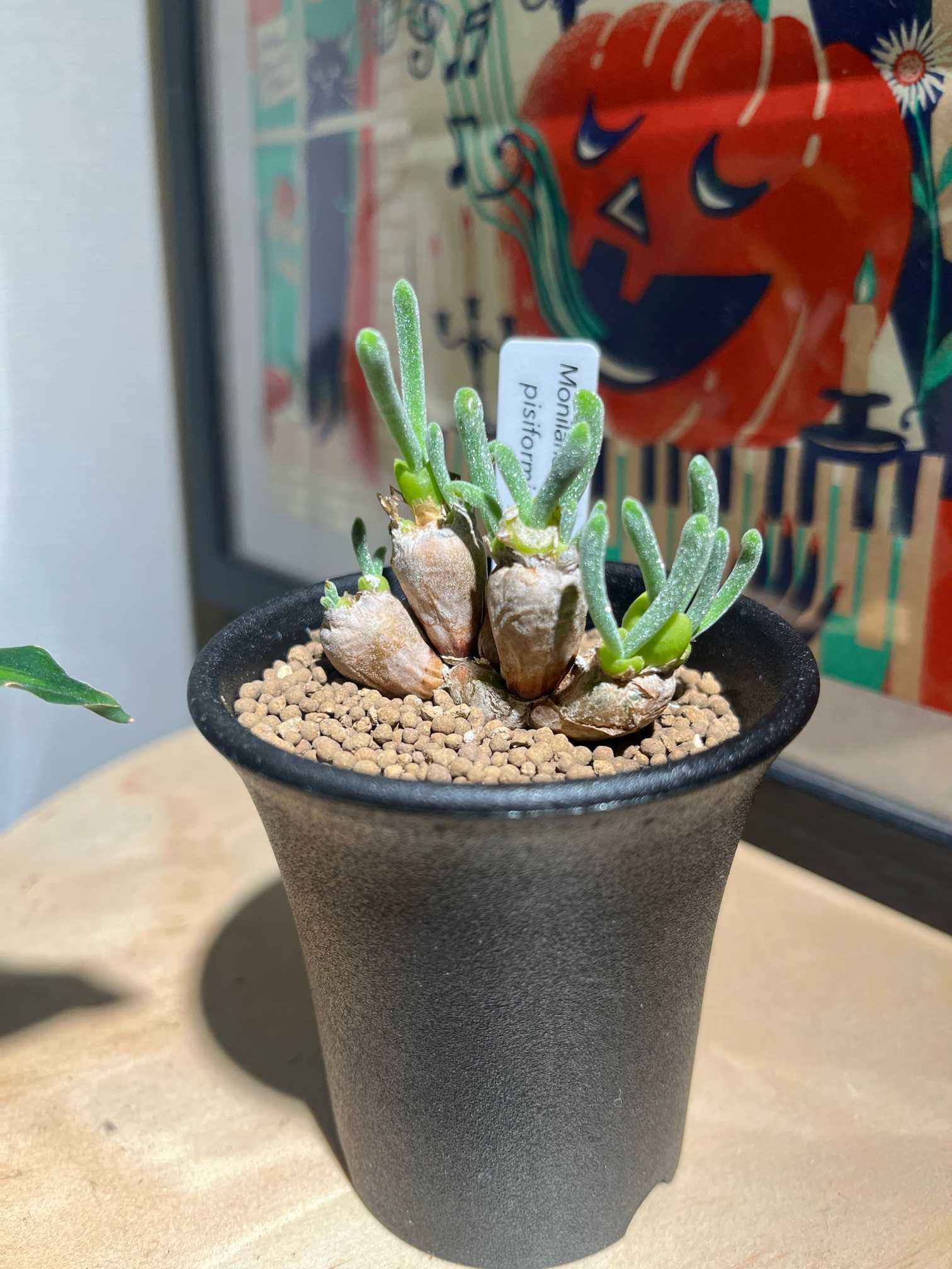 オバティフォリア アビス Ovatifolia abyss 惚れ惚れするようなオバ