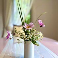 カモミール,カモミール,シュウメイギク,シュウメイギク,シラカバの画像