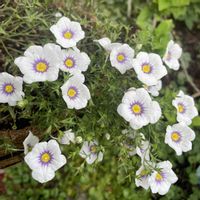 ニーレンベルギアの画像