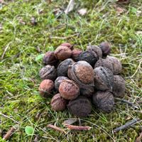 くるみ,クルミ,クルミ,秋を感じる,実りの秋の画像