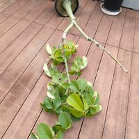 アデニウム,ボンバックス,ユーフォルビア 鉄甲丸,ユーフォルビアの画像