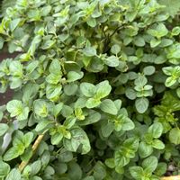 ホーリーバジル,ホーリーバジル クリシュナトゥルシー,オレガノ　ワイルドマジョラム,カプーア・トゥルシー,種から育てるの画像