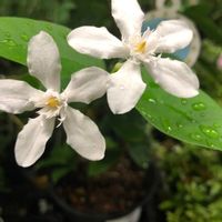 セイロンライティア,ありがとう❤️,世界平和,ウキウキわくわく♪,白い貴婦人✨の画像