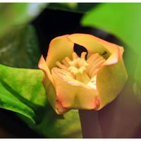 コウホネ,コウホネ（河骨）,光と影,富山支部,被災地に心をよせて☘️の画像