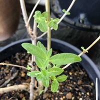 レモンバーベナ,ハーブ,ハーブのある暮らし,もんハーブ園の画像