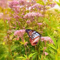 フジバカマ,西洋フジバカマ,フジバカマ（藤袴）,ユーバトリウム(西洋フジバカマ),山野草の画像