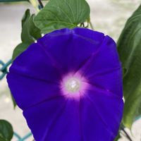 アサガオ,アサガオ,ユウガオ,ユウガオ,いつもの散歩道の画像