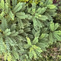 サンショウの画像