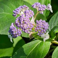 タマアジサイ,ｵｹﾂの日,トリの日の画像