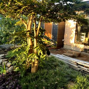 シンボルツリー,リノベーション,小さい庭の画像