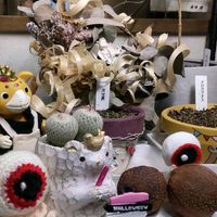 ハイビスカス,ヒガンバナ,ピラカンサ,亀甲竜,月世界の画像