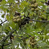 クルミの木,くるみ,クルミ,楽しみ〜,癒しのひと時の画像