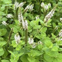 アップルミント,ミント,ハーブ好き,出会いに感謝♡の画像