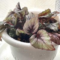 ハムシー,リトルビューティー, ブロンズ姫,レックスベコニア,ピンクザラゴーサの画像