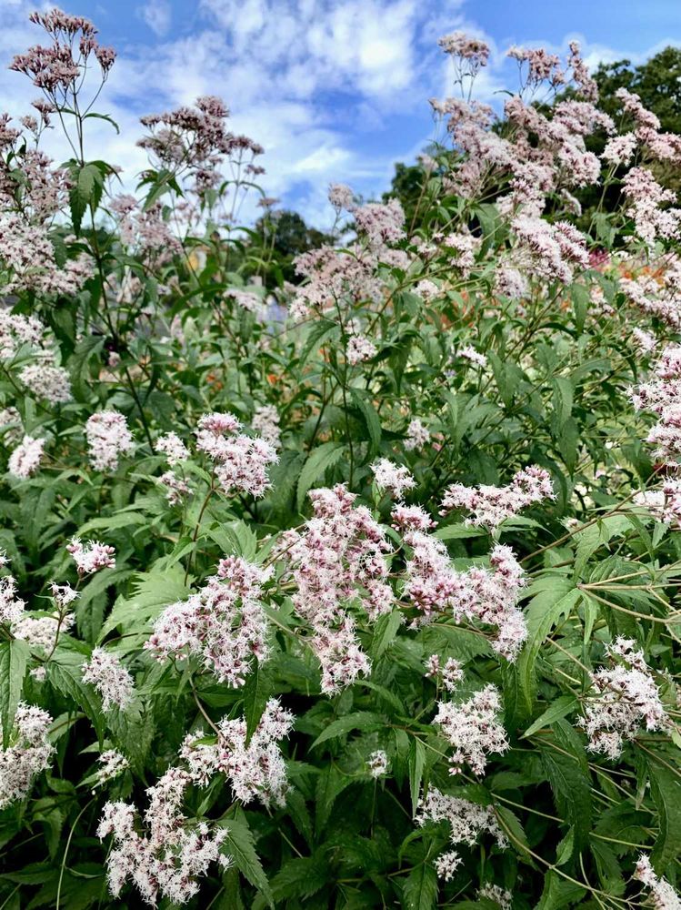 シゲルさんの里山ガーデン（大花壇）への投稿
