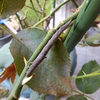 害虫,我が家,バラ、バラ、バラの画像