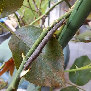 害虫,我が家,バラ、バラ、バラの画像