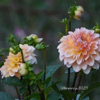 オオデマリ,ダリア,デプレア フルール ジョーヌ,トレニア カタリーナ ブルーリバー,スーパートレニア カタリーナ ピンクリバーの画像