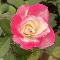 バラ,バラ,スイートバジル,スイートバジル,バルコニー/ベランダの画像