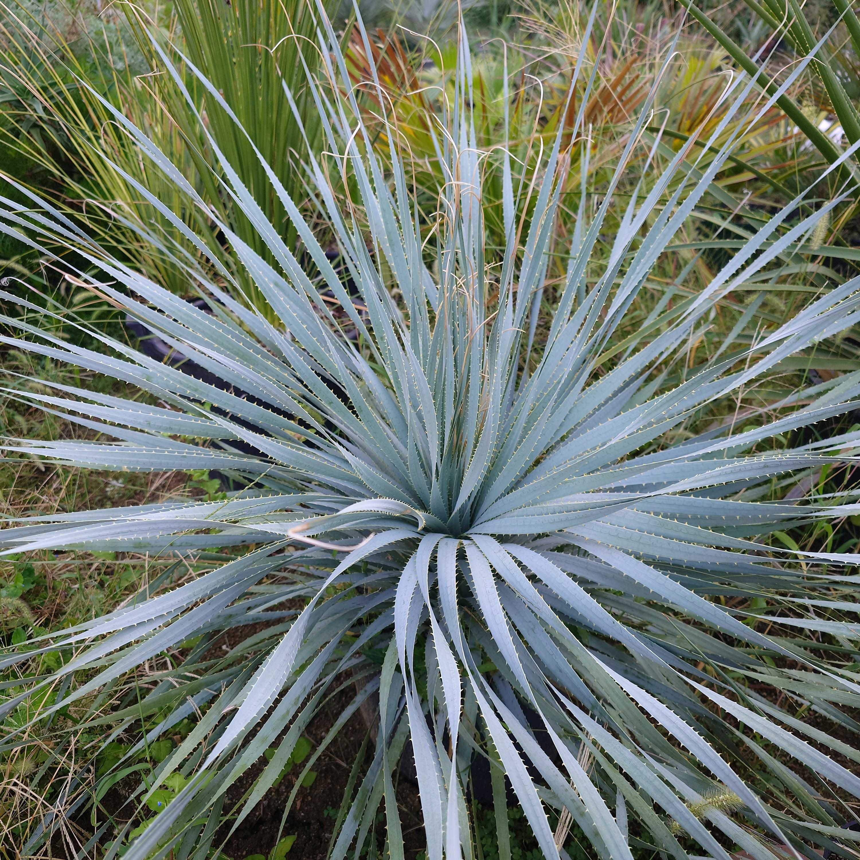 ダシリリオン クアドラングラツムの一覧｜🍀GreenSnap（グリーンスナップ）