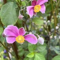 パクチー,パクチー,サラダ菜,サラダ菜,モロヘイヤの画像