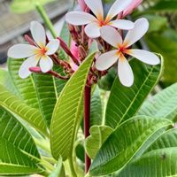 花のある暮らし,接ぎ木,元気に育ててますよ,RuddyFrangipani,ベランダの画像