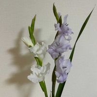 グラジオラスの画像