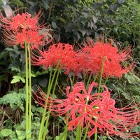 オトギリソウ,オモダカ,フジバカマ, 彼岸花,カールくんの画像