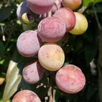 ブドウ,ブドウ,花壇,果物,ガーデニングの画像