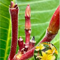 プルメリア,オザキフラワーパーク,タネ,花のある暮らし,種鞘の画像