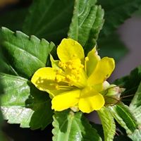 モロヘイヤ,モロヘイヤ,ヒガンバナ 白の画像