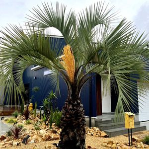 ココスヤシ,ヤシ,シンボルツリー,ドライガーデン,庭の画像