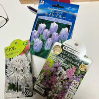 アリウム,チューリップ,シラー・カンパニュラータ,新潟県,庭改造計画の画像