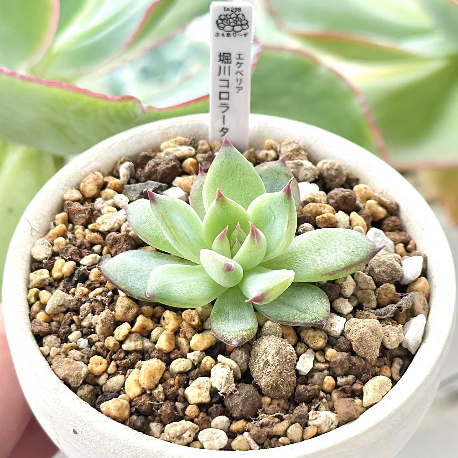 堀川コロラータの一覧｜🍀GreenSnap（グリーンスナップ）